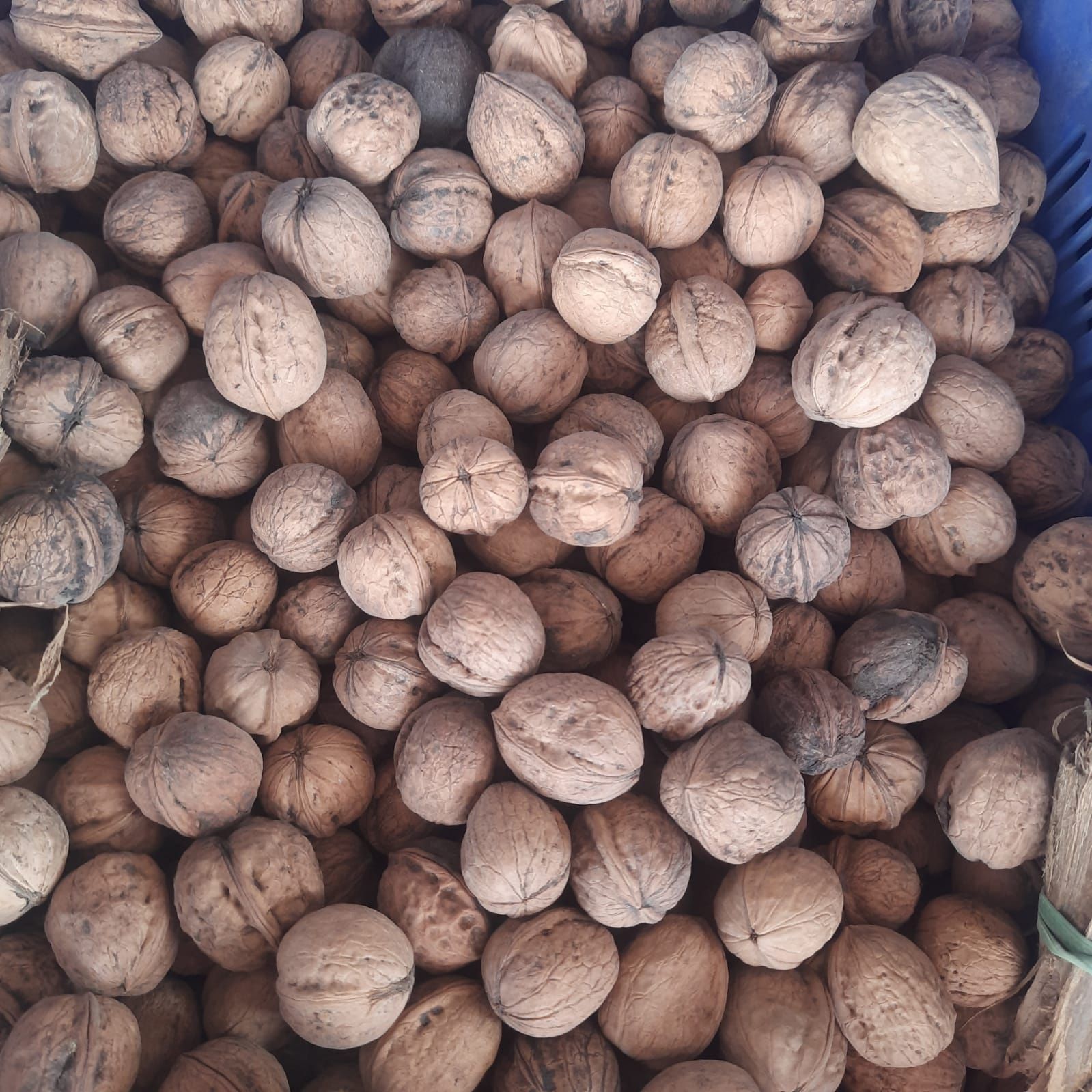 Walnut 'Kaagzi' 1 Kg