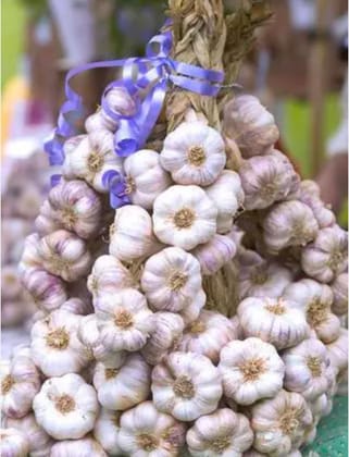 Garlic