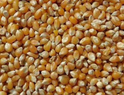 Maize