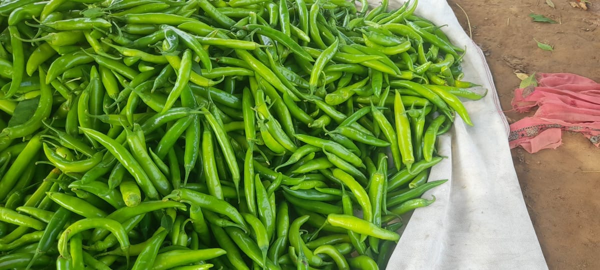 Green Chilli(Karanti Hybrid)