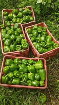 Green Capsicum