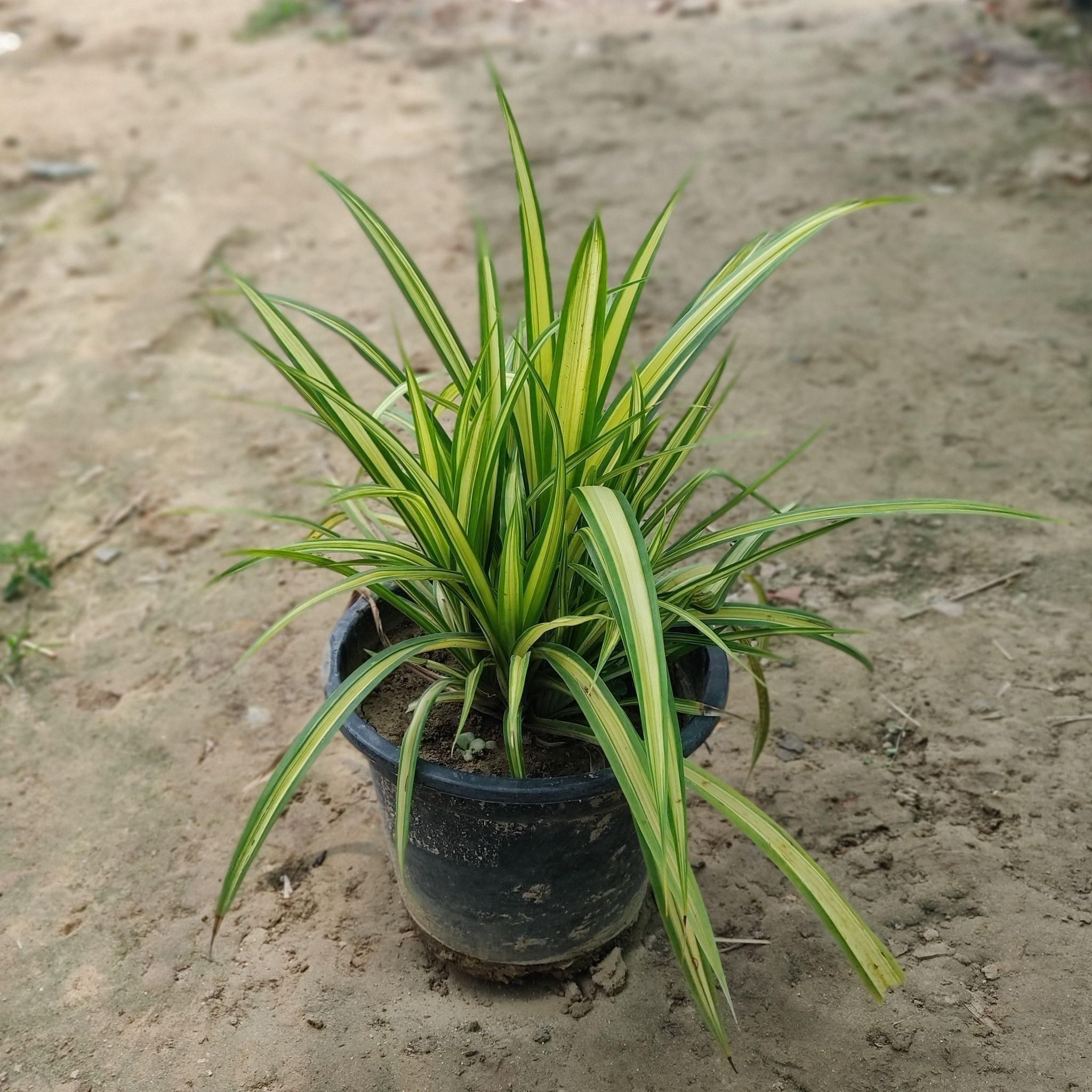 Pendanus Variegated in 8 Inch Plastic Pot