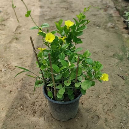 Allamanda in 10 Inch Plastic Pot