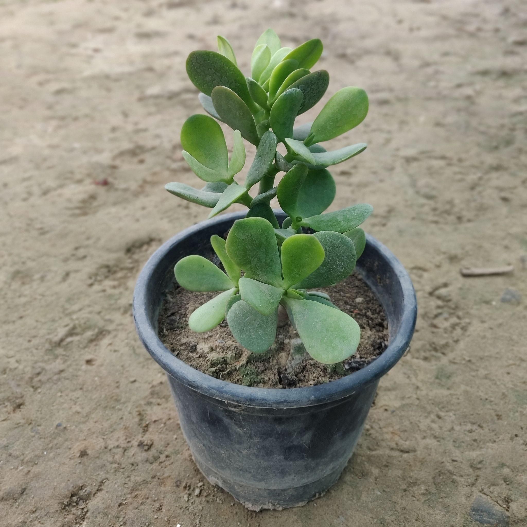 Crassula in 6 Inch Plastic Pot