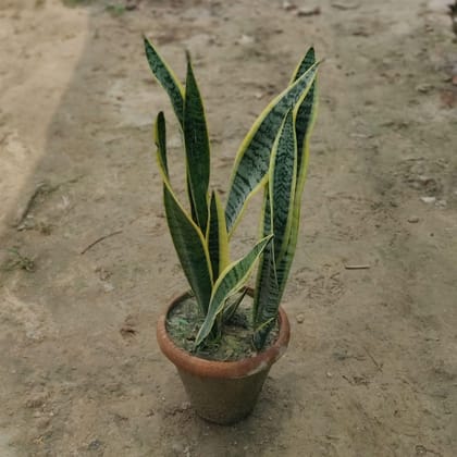 Snake Plant (Multi-Head) in 8 Inch Terracotta Pot