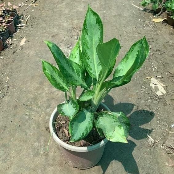 Aglaonema Silver Queen in 8 Inch Plastic Pot