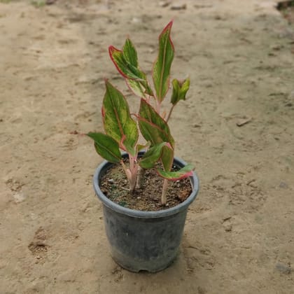 Aglaonema Pink-Lipstick in 6 Inch Plastic Pot