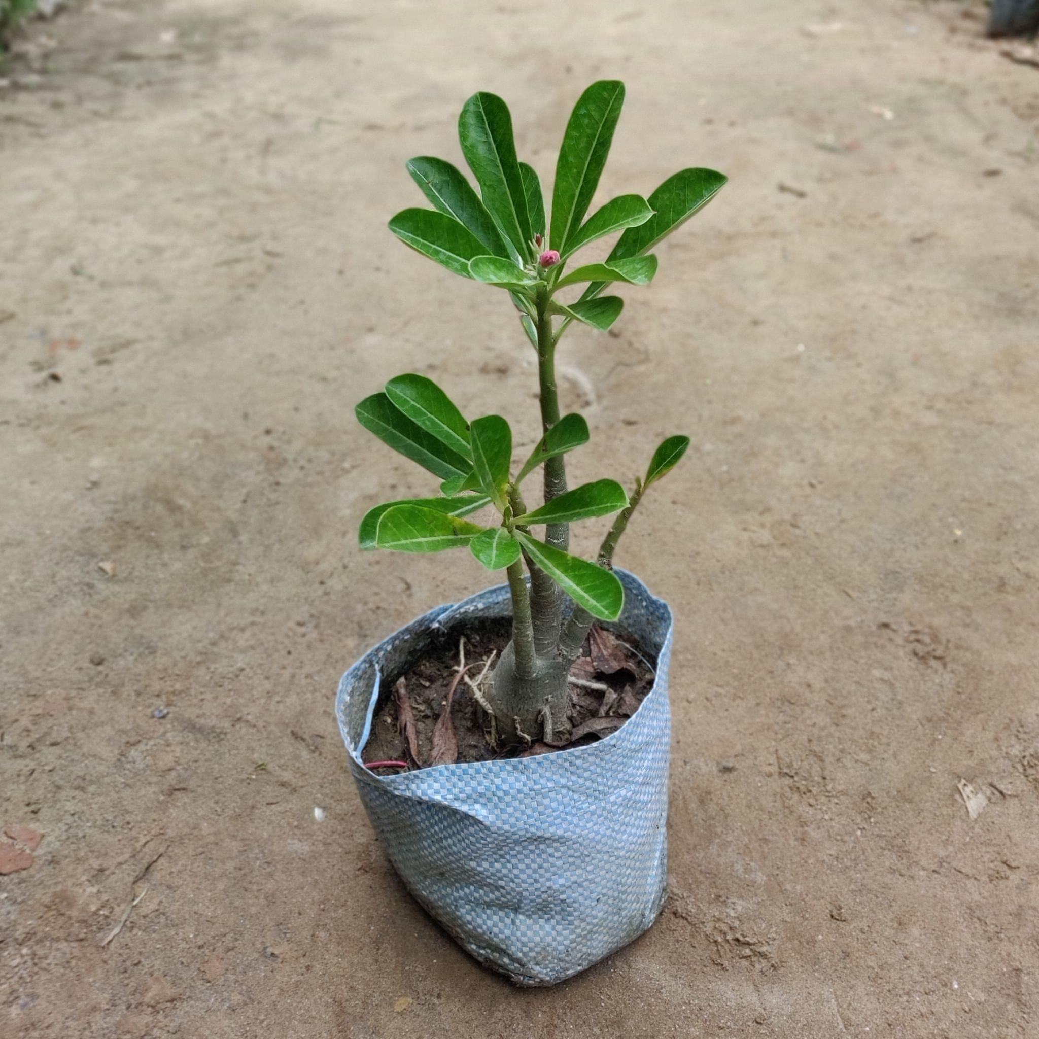 Adenium Plant (any colour) in 7 Inch Nursery Bag