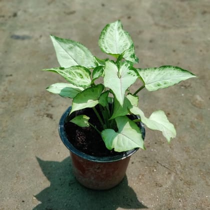 Syngonium White in 3.5 Inch Plastic Pot