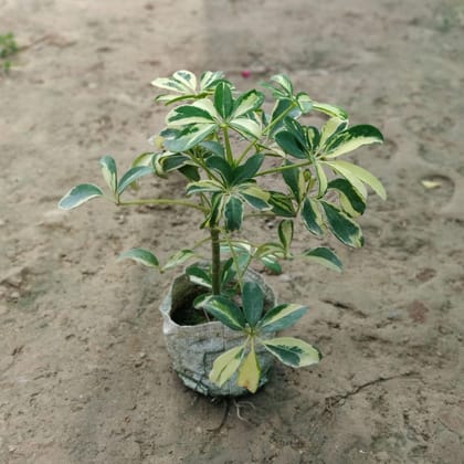 Schefflera Variegated in 5 Inch Nursery Bag