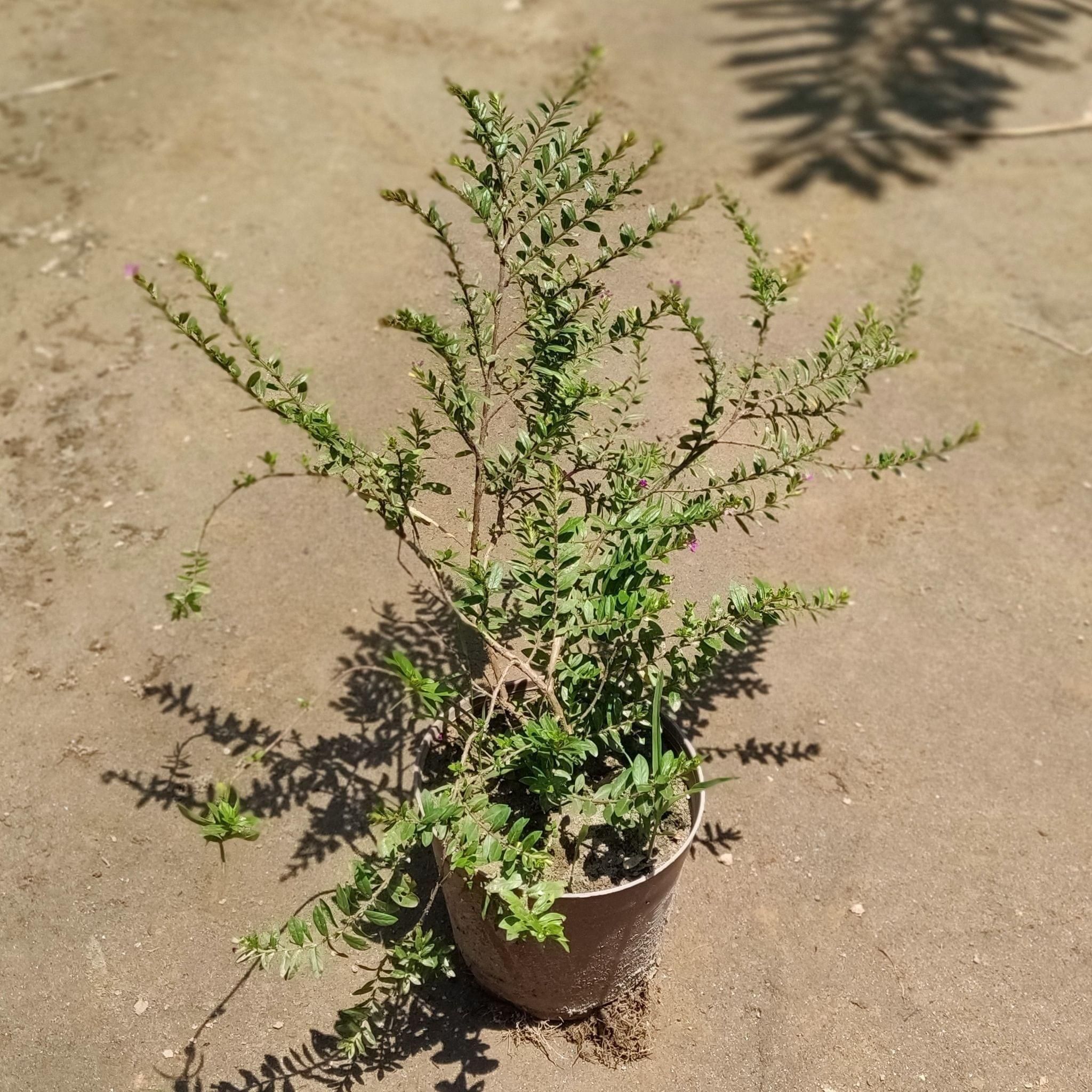 Cuphea (any colour) in 5 Inch Plastic Pot