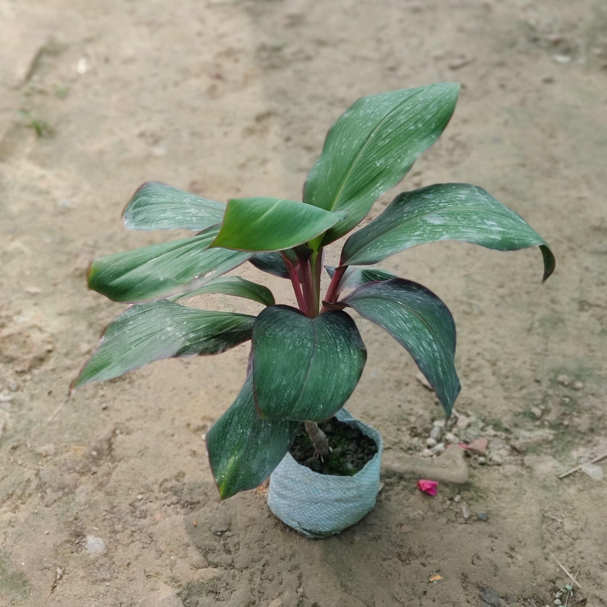 Dracaena Kedarnath in 5 Inch Nursery Bag