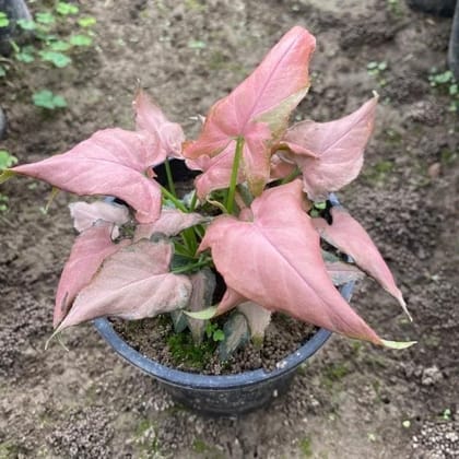 Syngonium Pink in 5 Inch Plastic Pot