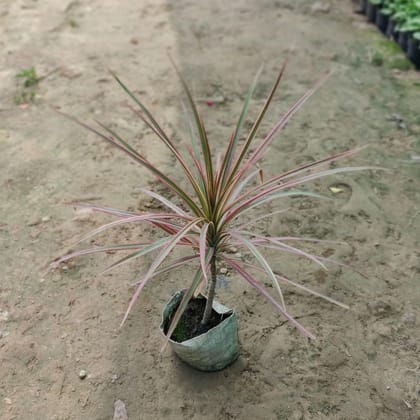 Dracaena Chloroma Pink in 5 Inch Nursery Bag