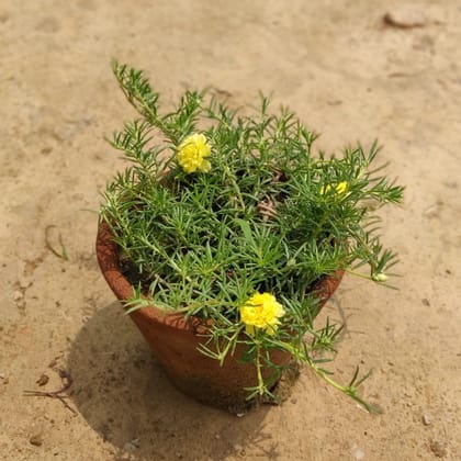 Portulaca (Any Colour) in 8 Inch Clay Pot