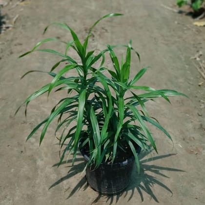 Dracaena Green in 6 Inch Plastic Pot