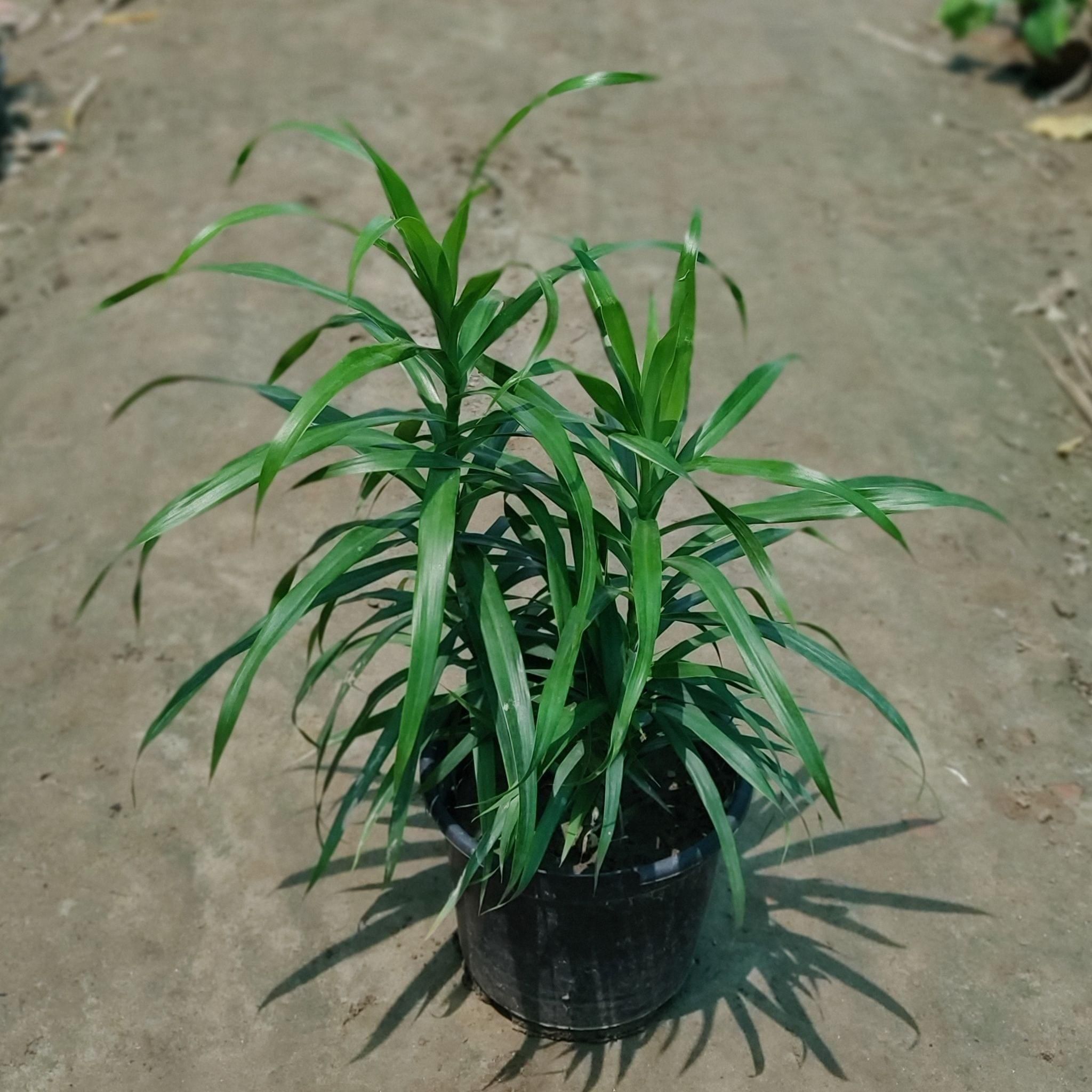 Dracaena Green in 6 Inch Plastic Pot