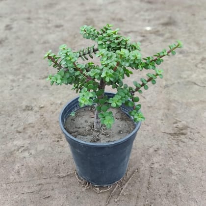 Jade Thick Stem in 6 Inch Plastic Pot