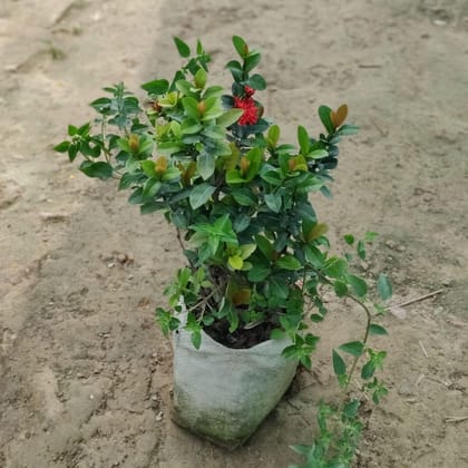 Ixora Miniature Red in 8 Inch Nursery Bag