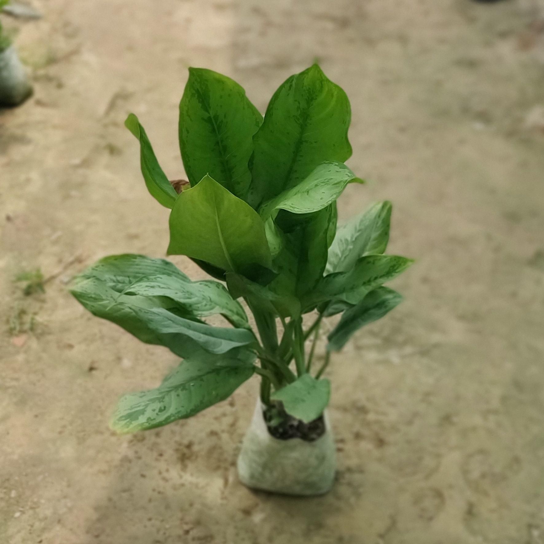 Aglaonema Philippica in 8 Inch Nursery Bag