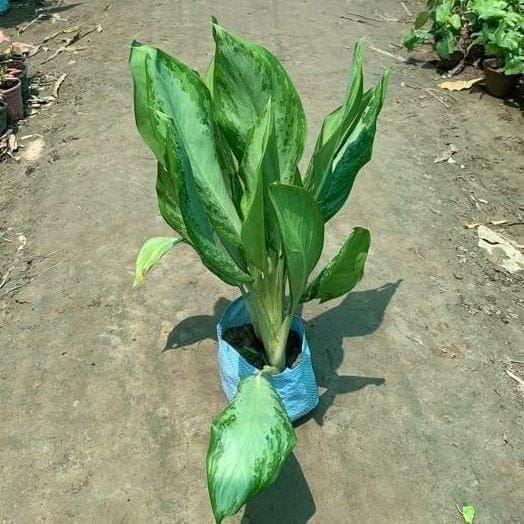 Aglaonema Silver Queen in 7 Inch Nursery Bag