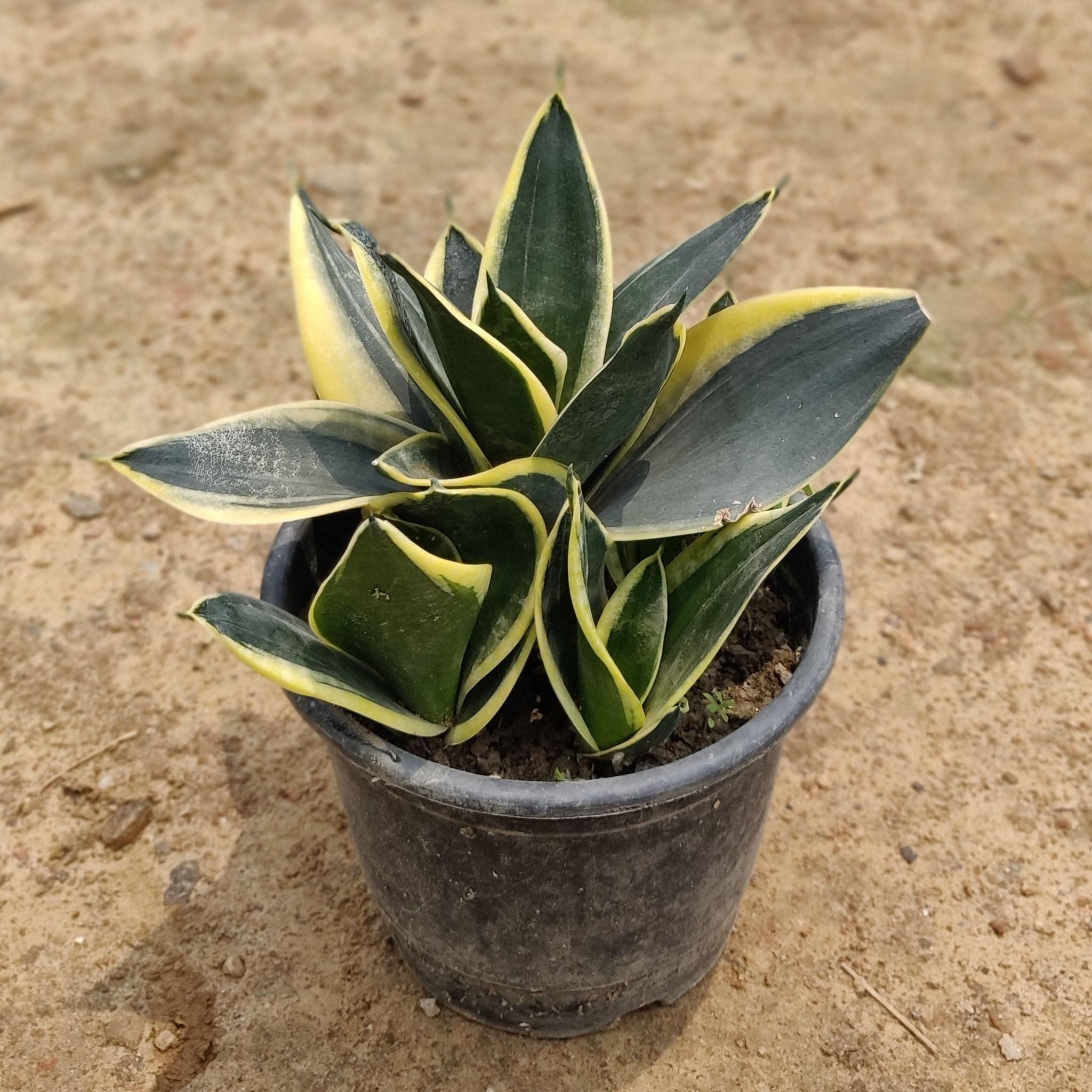 Snake Plant Dwarf in 6 Inch Plastic Pot