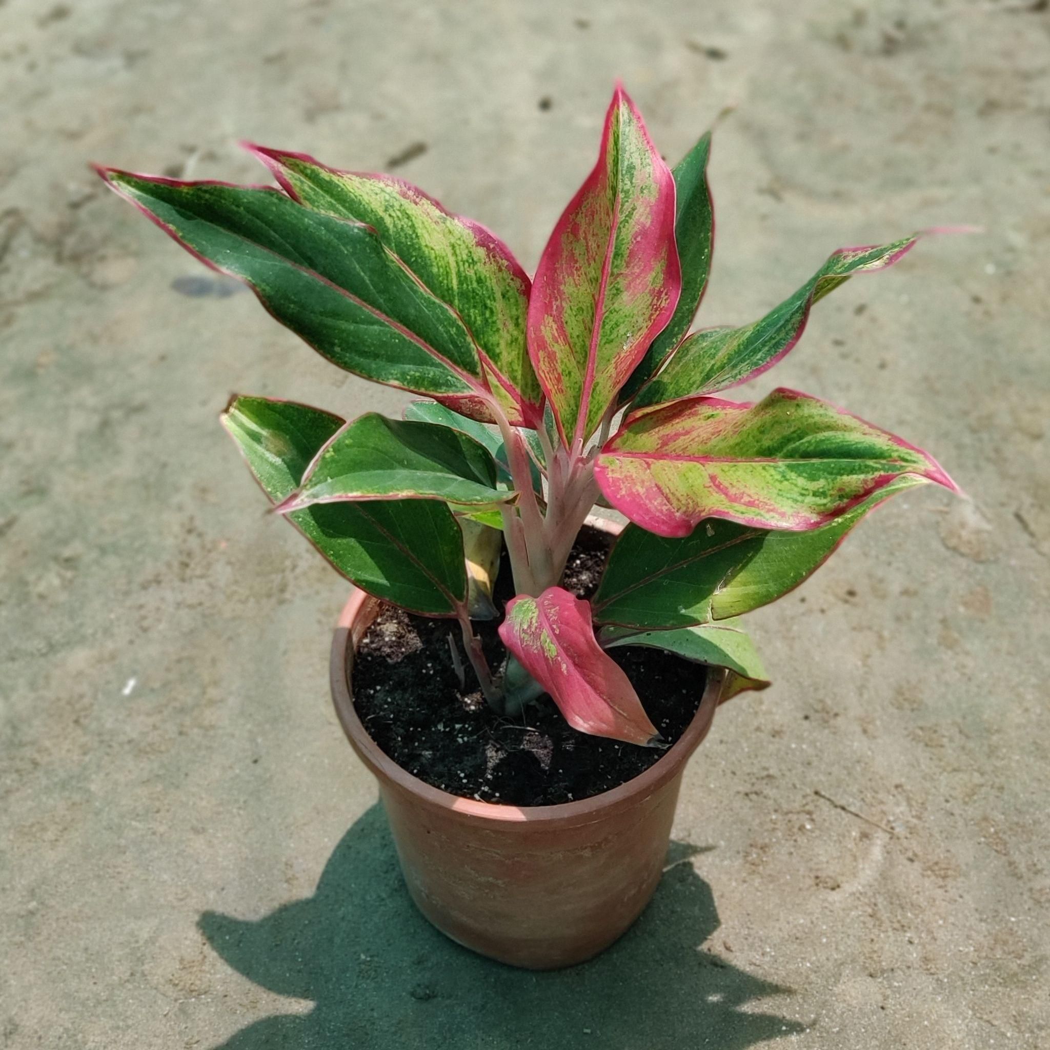 Aglaonema Pink Lipstick in 6 Inch Plastic Pot