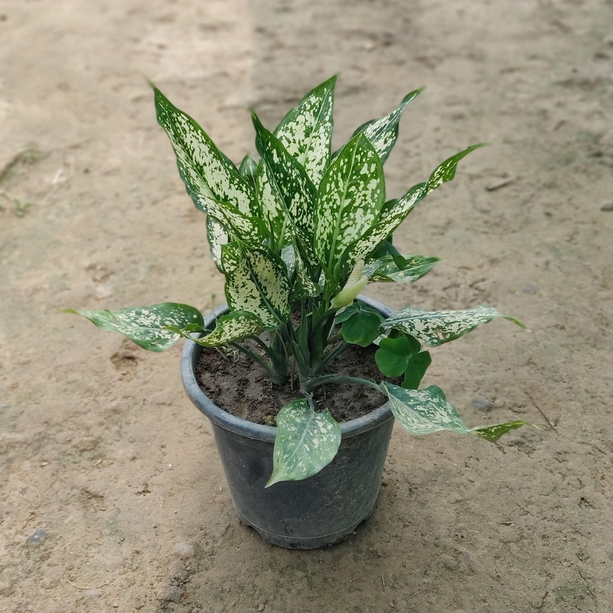 Aglaonema Snow White (Multi-Stem) in 8 Inch Plastic Pot