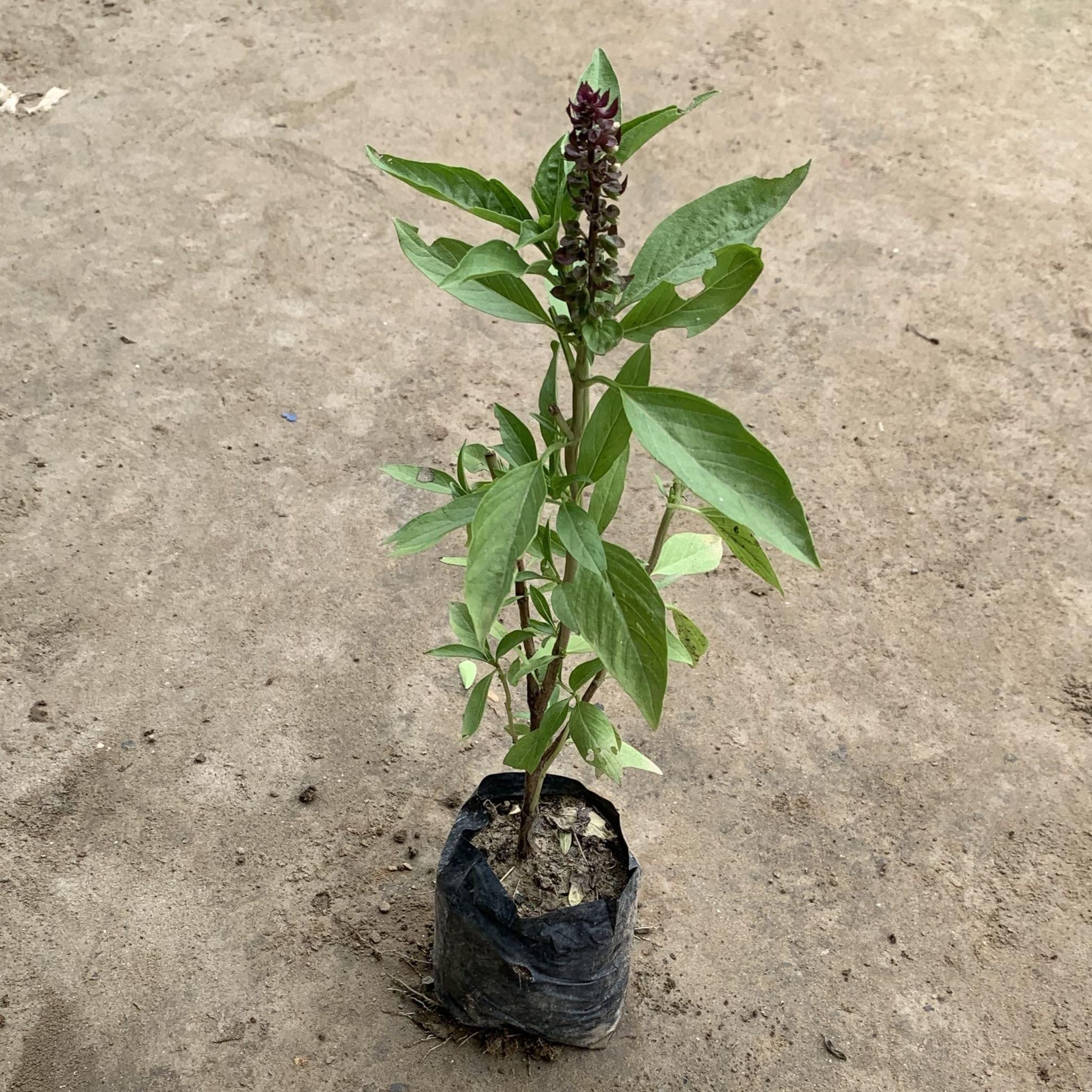 Basil / Tulsi in 5 Inch Nursery Bag