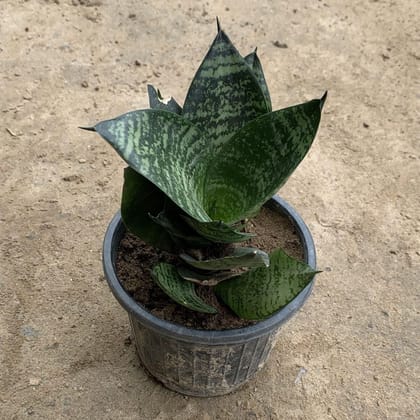 Green Dwarf Snake Plant in 4 Inch Plastic Pot