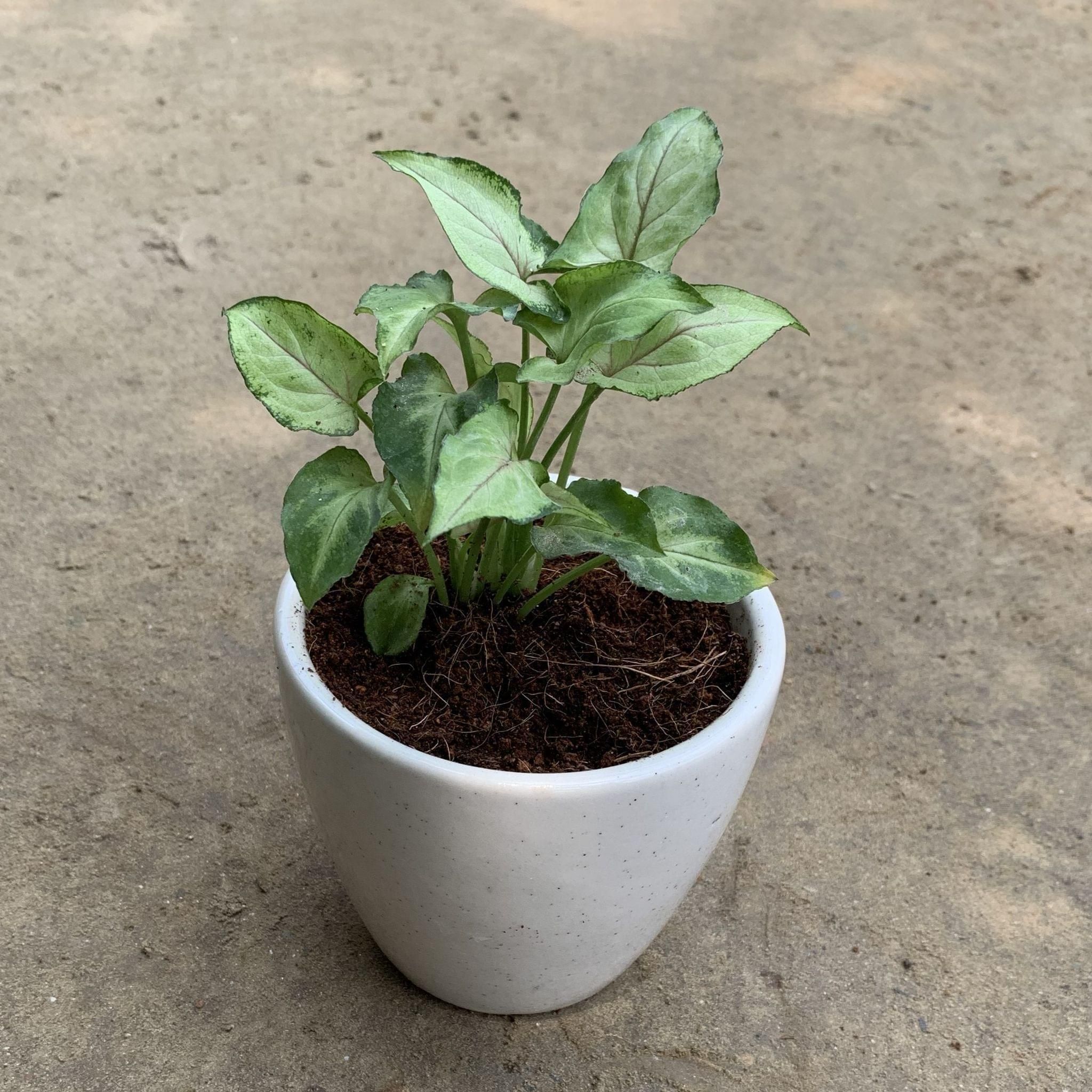 Syngonium Yammi in 4 Inch Round White Ceramic Pot