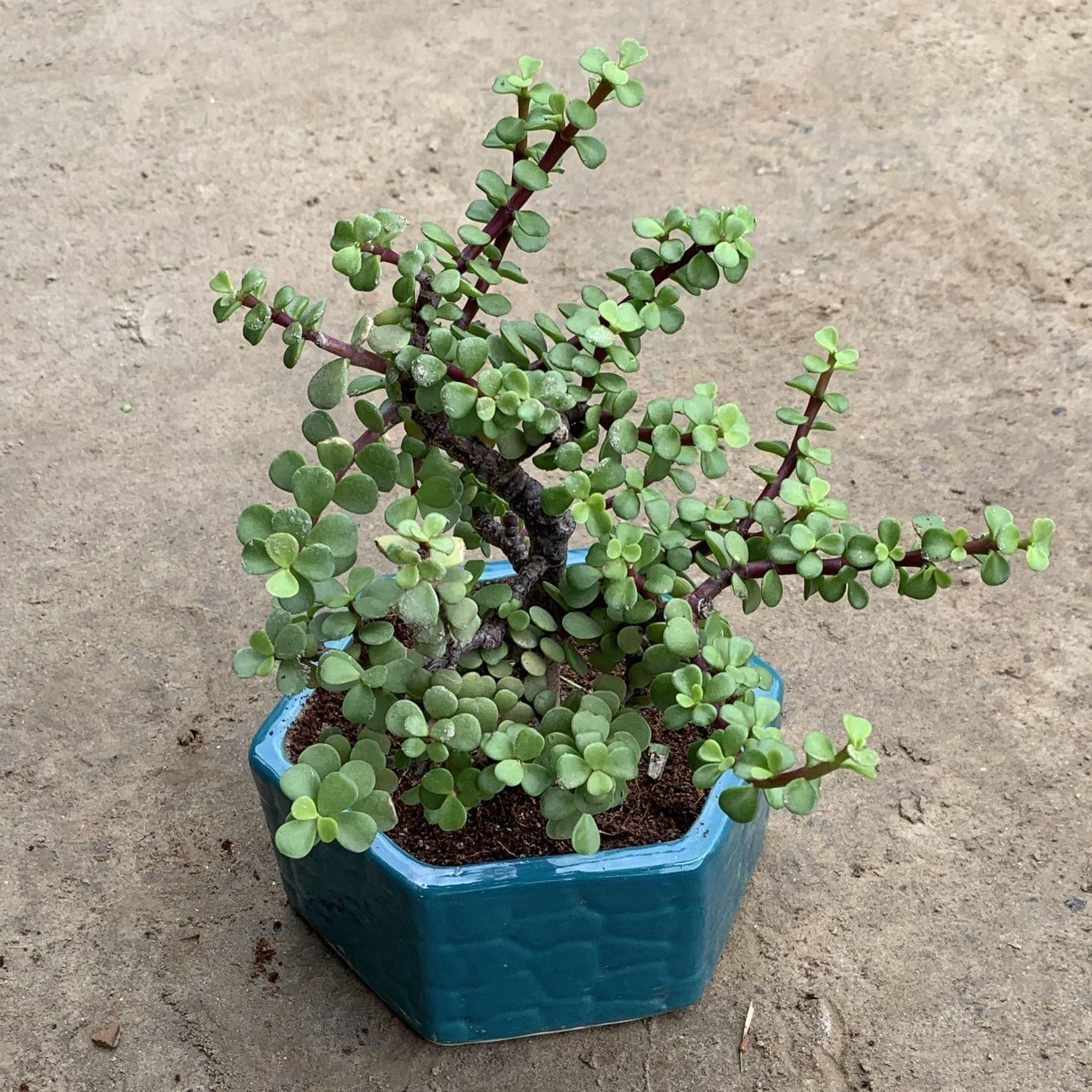 Bushy Jade Bonsai in 8 Inch Hexagon Ceramic Planter (Any Colour)