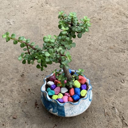 Jade Bonsai in 5 Inch Blue Print Bonsai Ceramic Planter