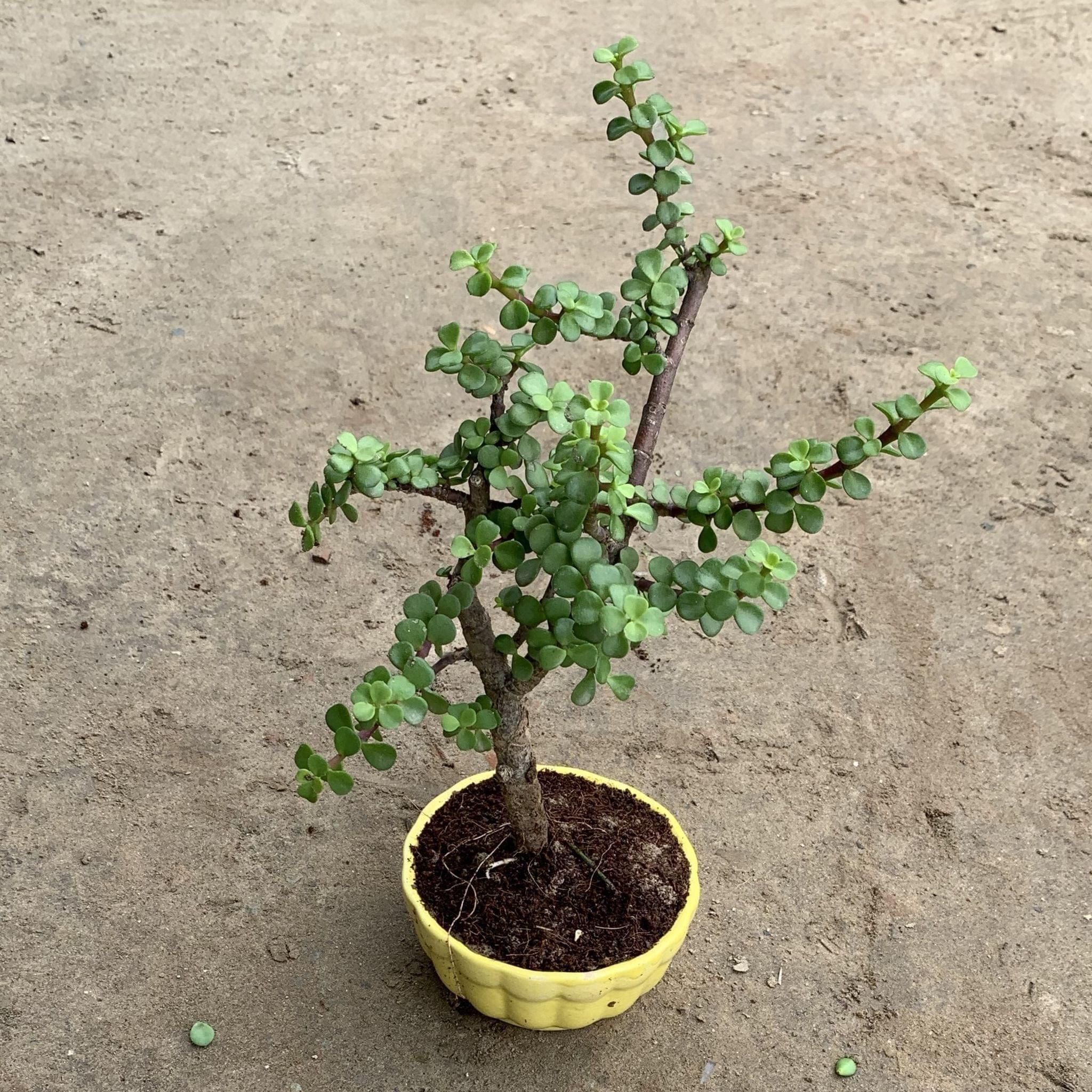 Jade Bonsai in 4 Inch Ceramic Bowl (Any Colour)