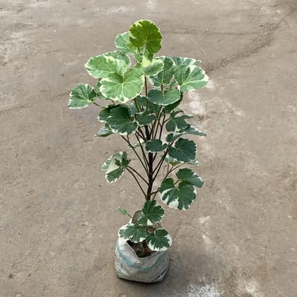 Aralia Apple Leaf in 7 Inch Nursery Bag