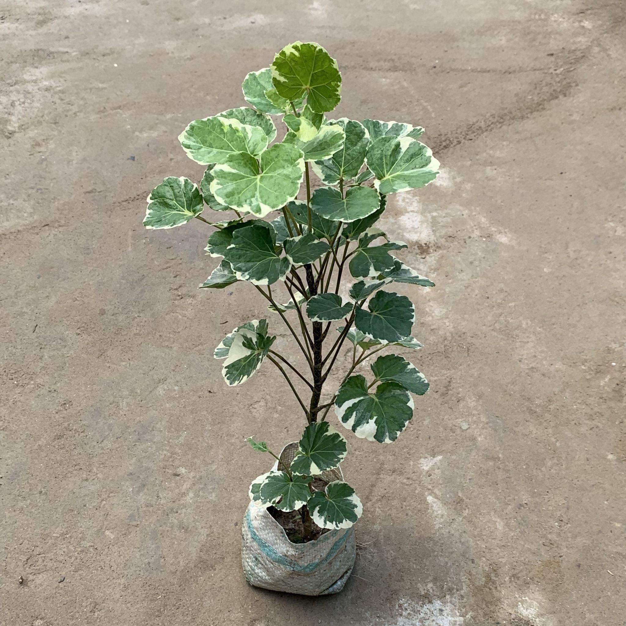 Aralia Apple Leaf in 7 Inch Nursery Bag