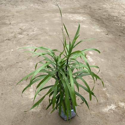 Dracaena Green in 4 Inch Nursery Bag