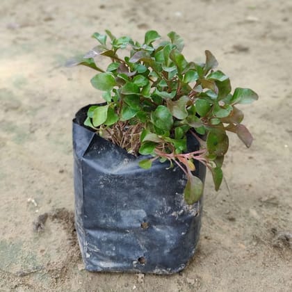 Alternanthera Red in 4 inch Nursery Bag