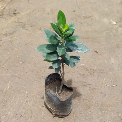 Ficus Long Island in 4 inch Nursery Bag