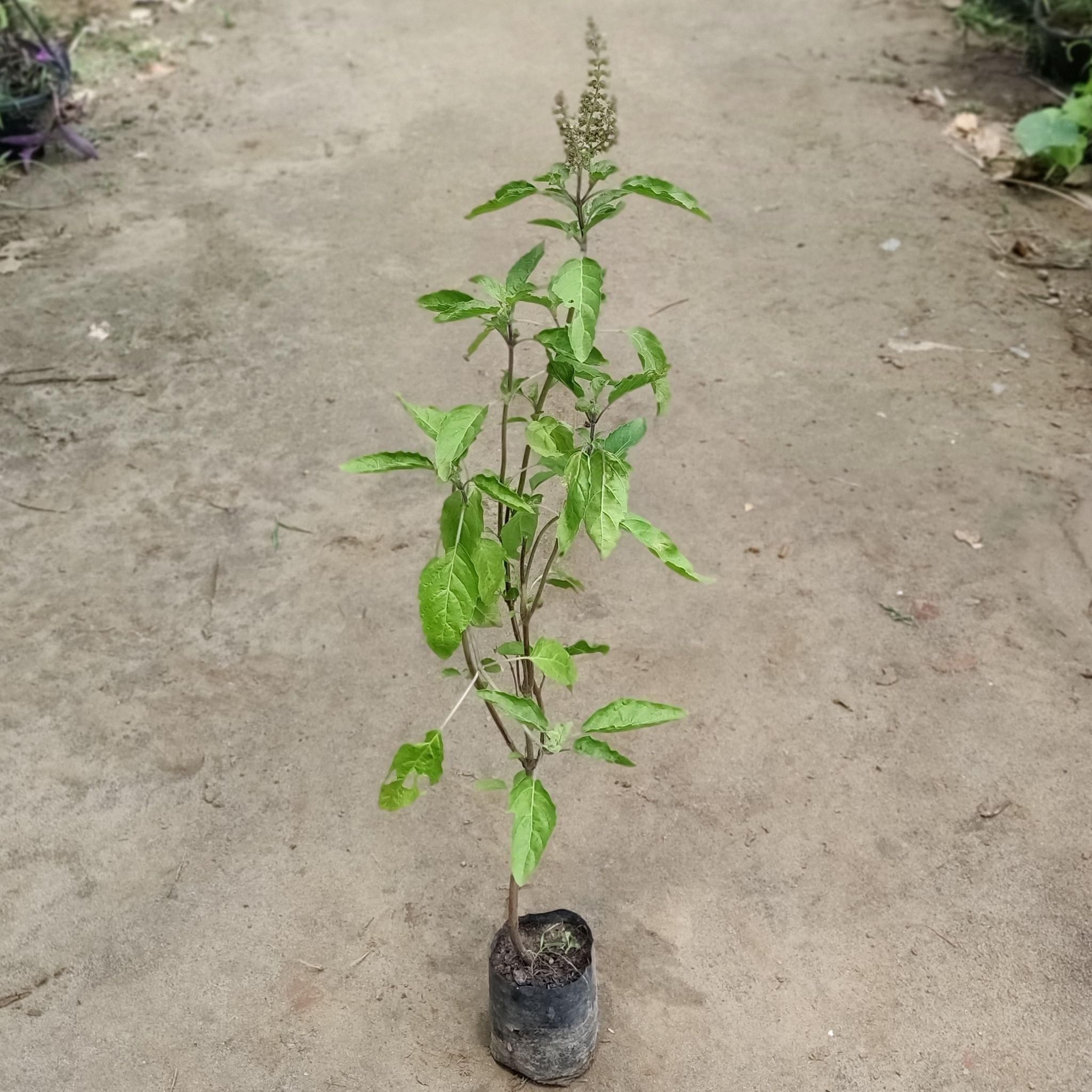 Tulsi Plant in 4 inch Nursery Bag