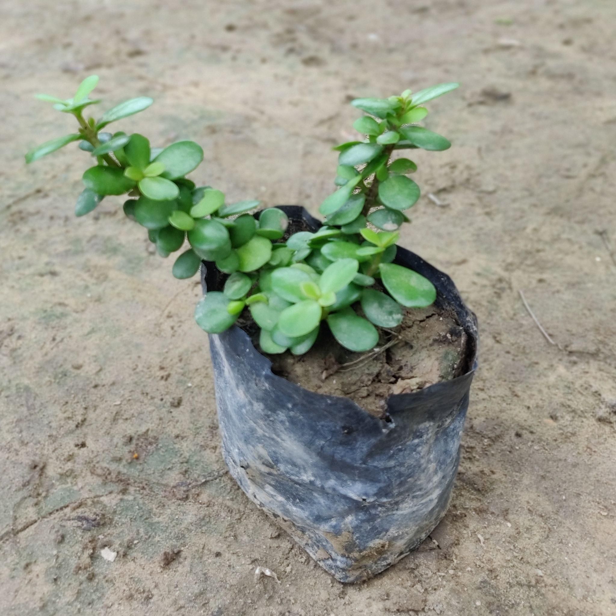 Set of 2 - Jade Plant in 4 inch Nursery Bag