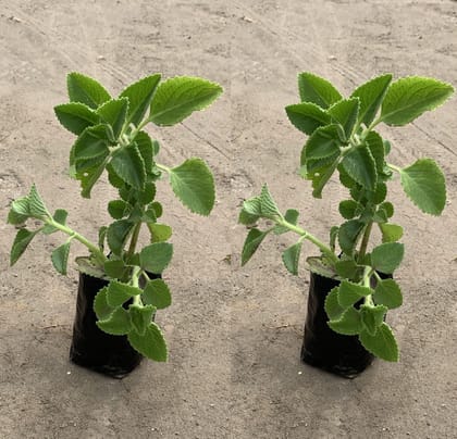 Set of 2 - Ajwain Plant in 4 inch Nursery Bag