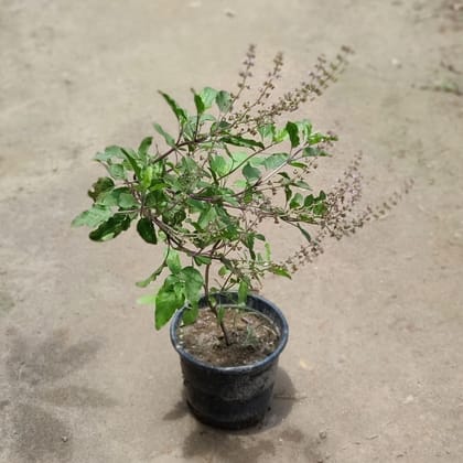 Rama Tulsi in 6 Inch Plastic Pot