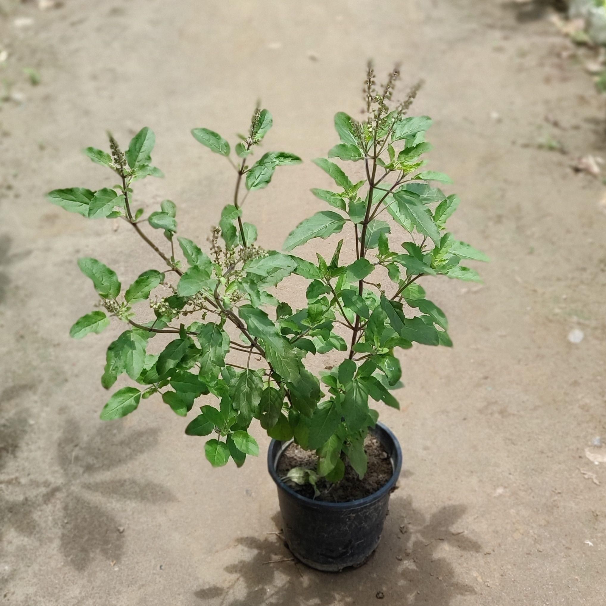 Shyama Tulsi in 6 Inch Plastic Pot