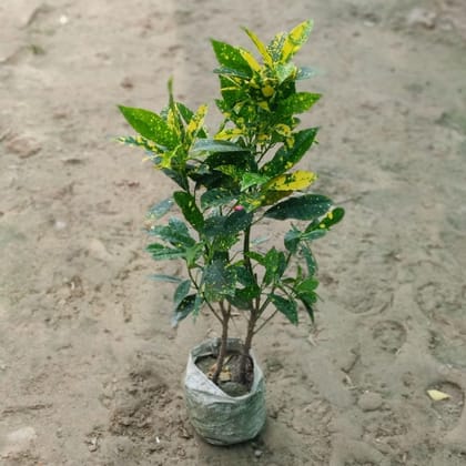 Baby Croton in 4 inch Nursery Bag