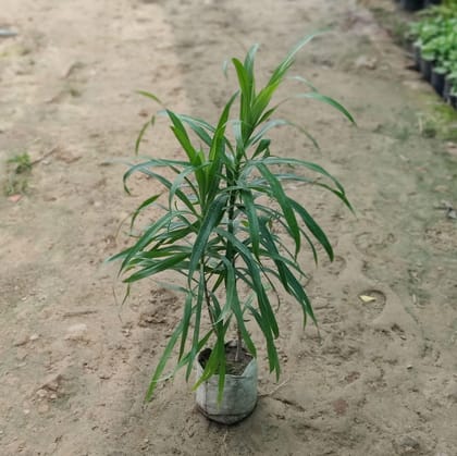 Dracaena Green in 4 inch Nursery Bag