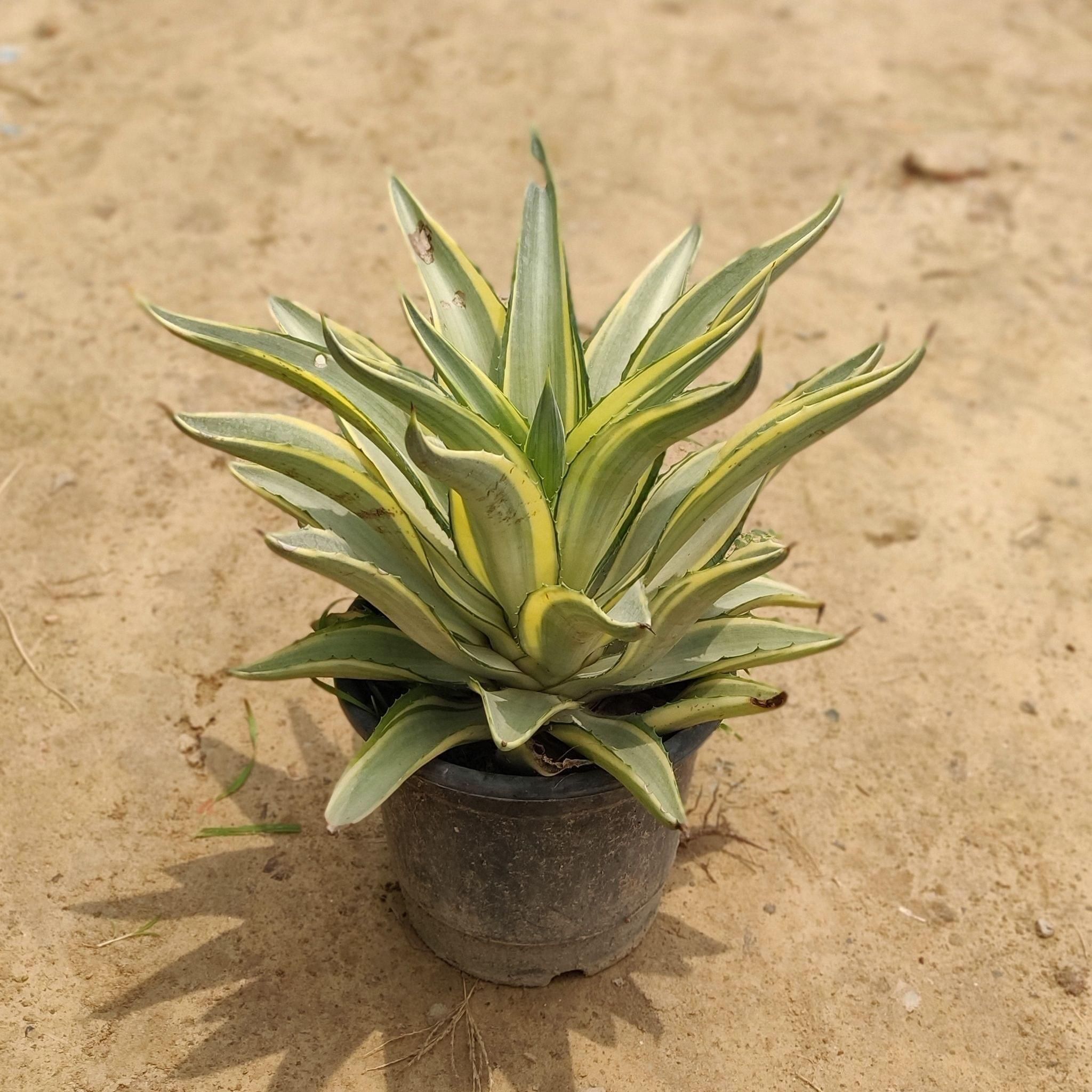 Agave Variegated in 8 Inch Plastic Pot