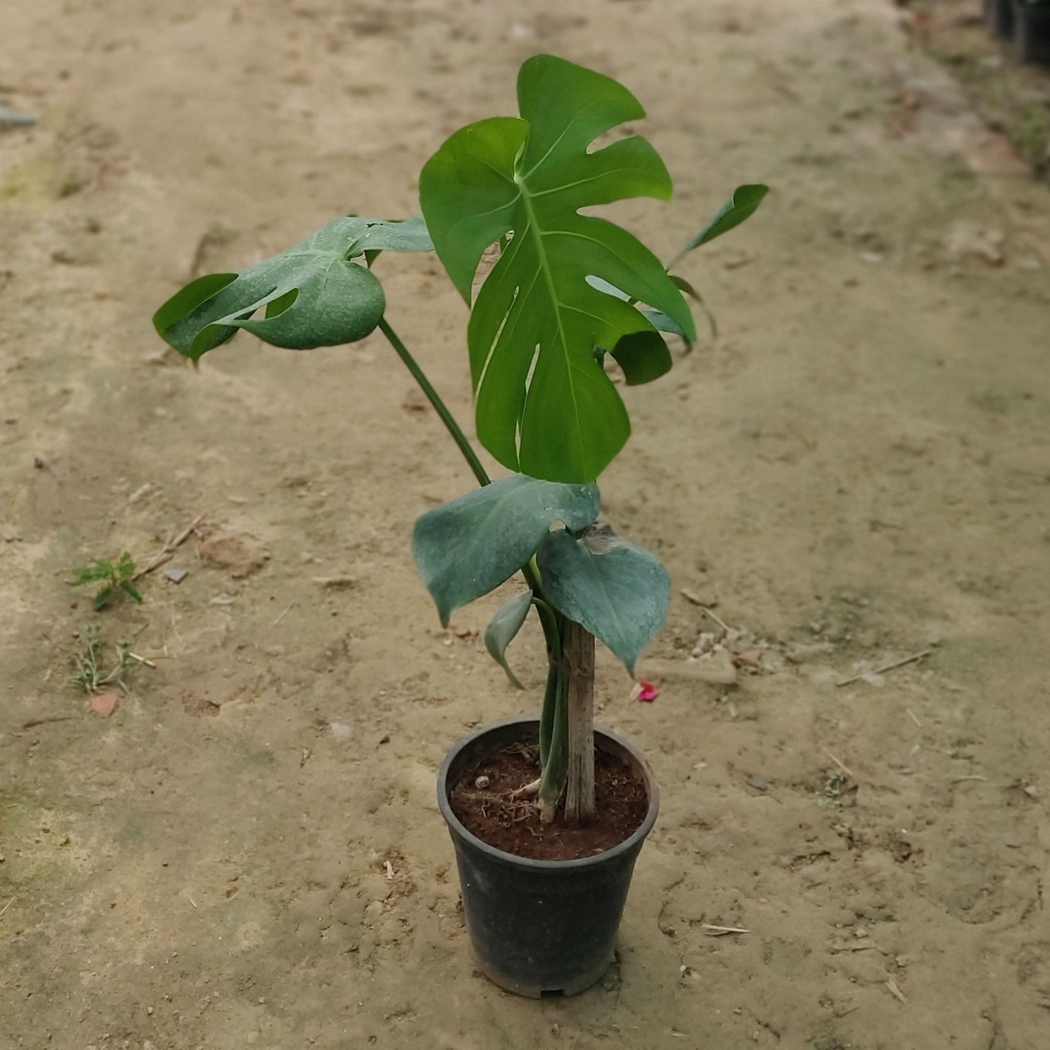 Monstera Deliciosa in 10 Inch Plastic Pot