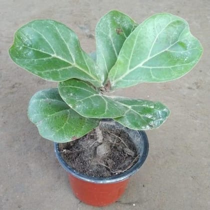 Fiddle Leaf in 4 Inch Plastic Pot