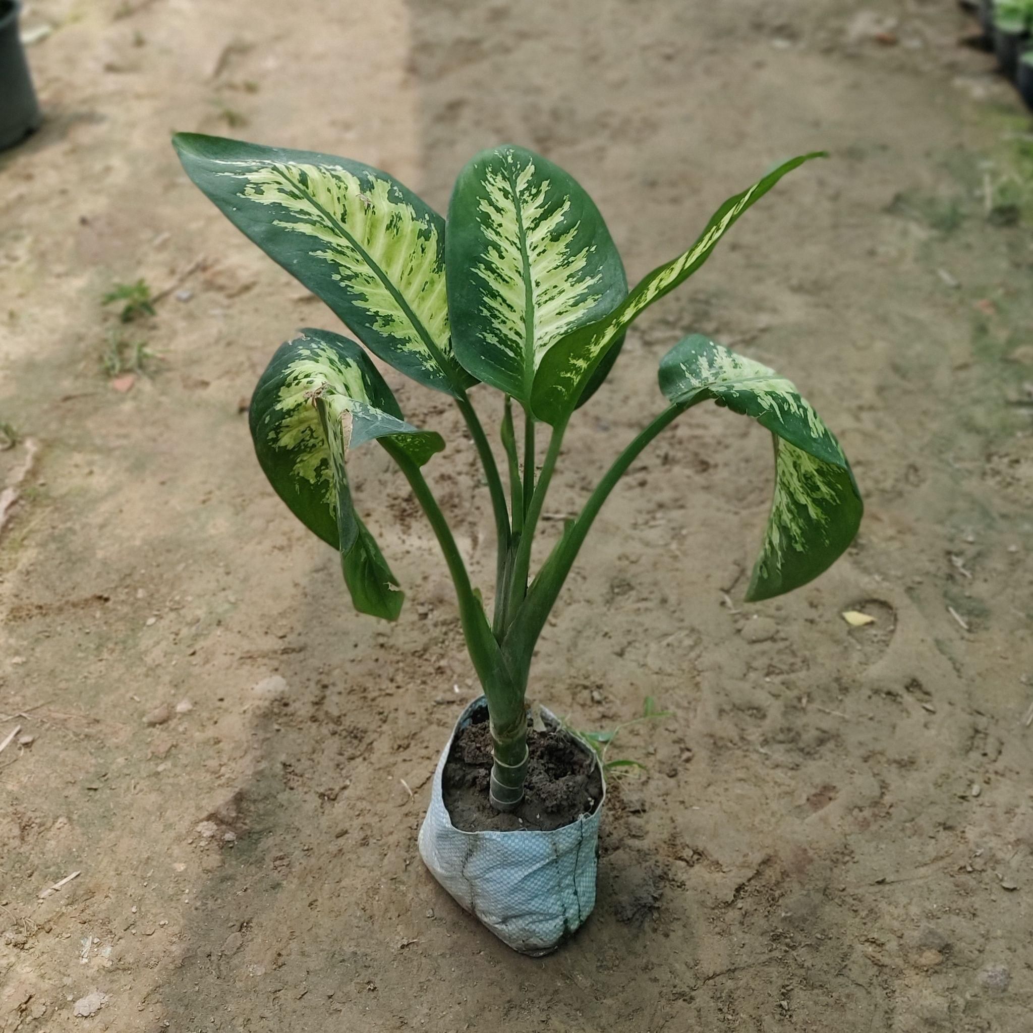 Dieffenbachia in 8 Inch Nursery Bag